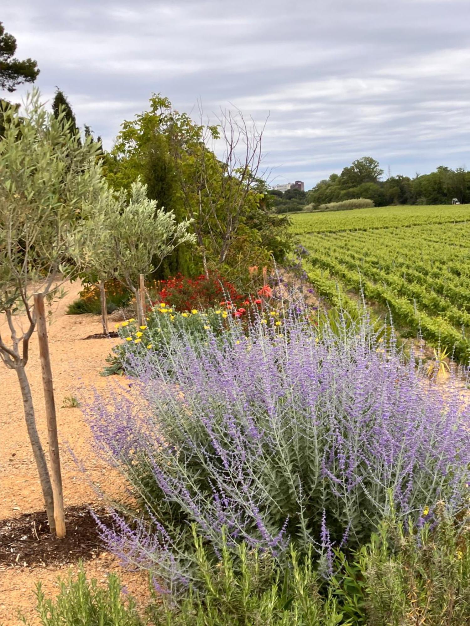 Domaine De L'Herbe Sainte Mirepeisset Екстер'єр фото