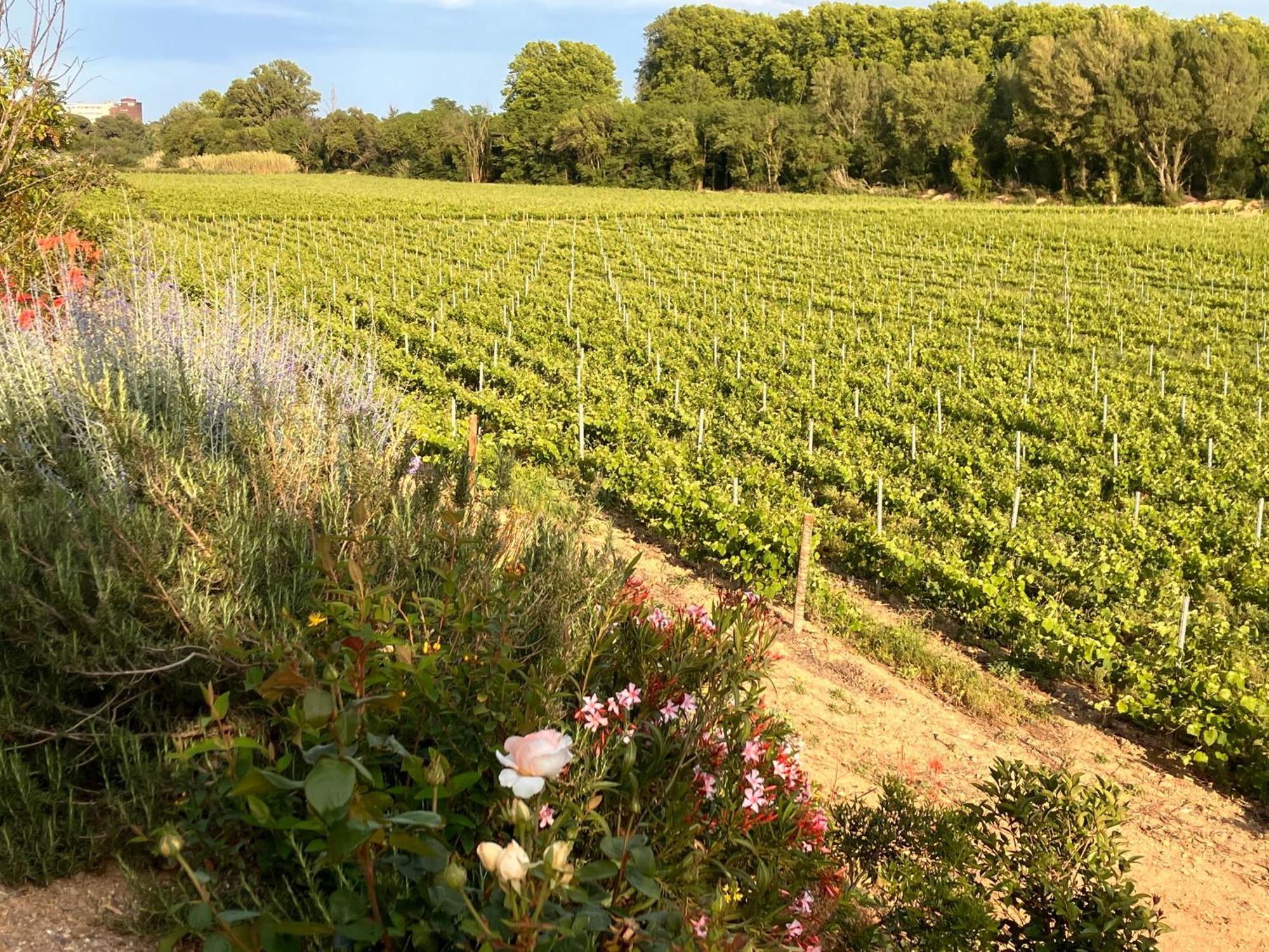 Domaine De L'Herbe Sainte Mirepeisset Екстер'єр фото